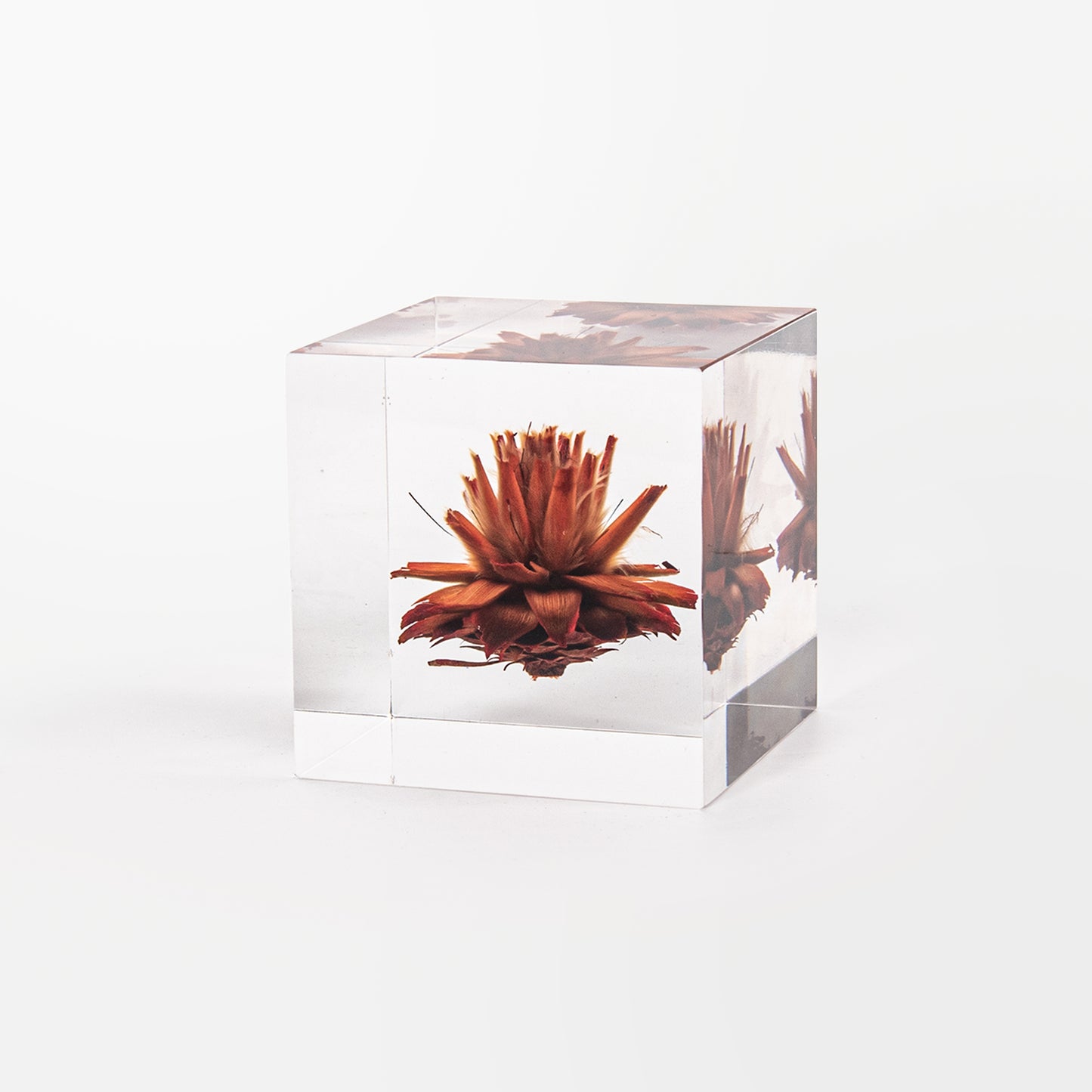 Leucadendron Plumosum Cube