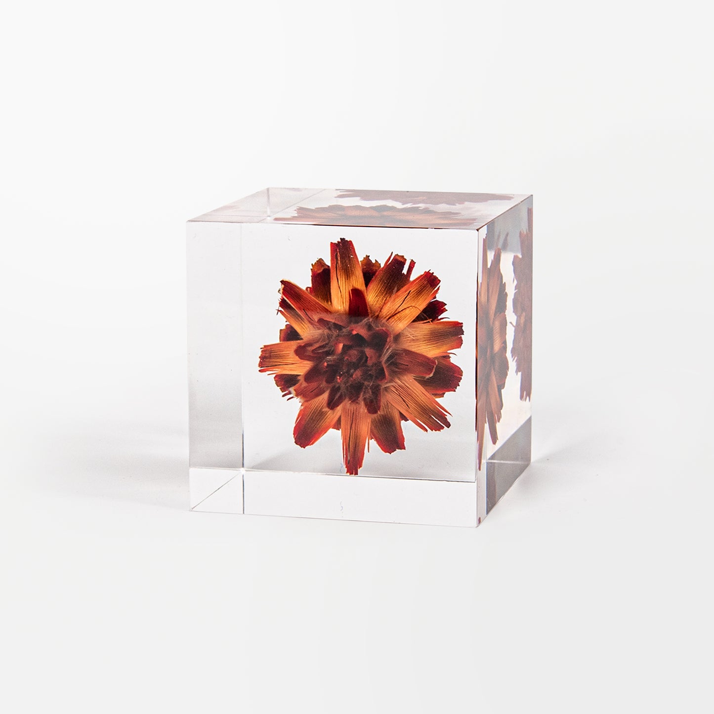 Leucadendron Plumosum Cube