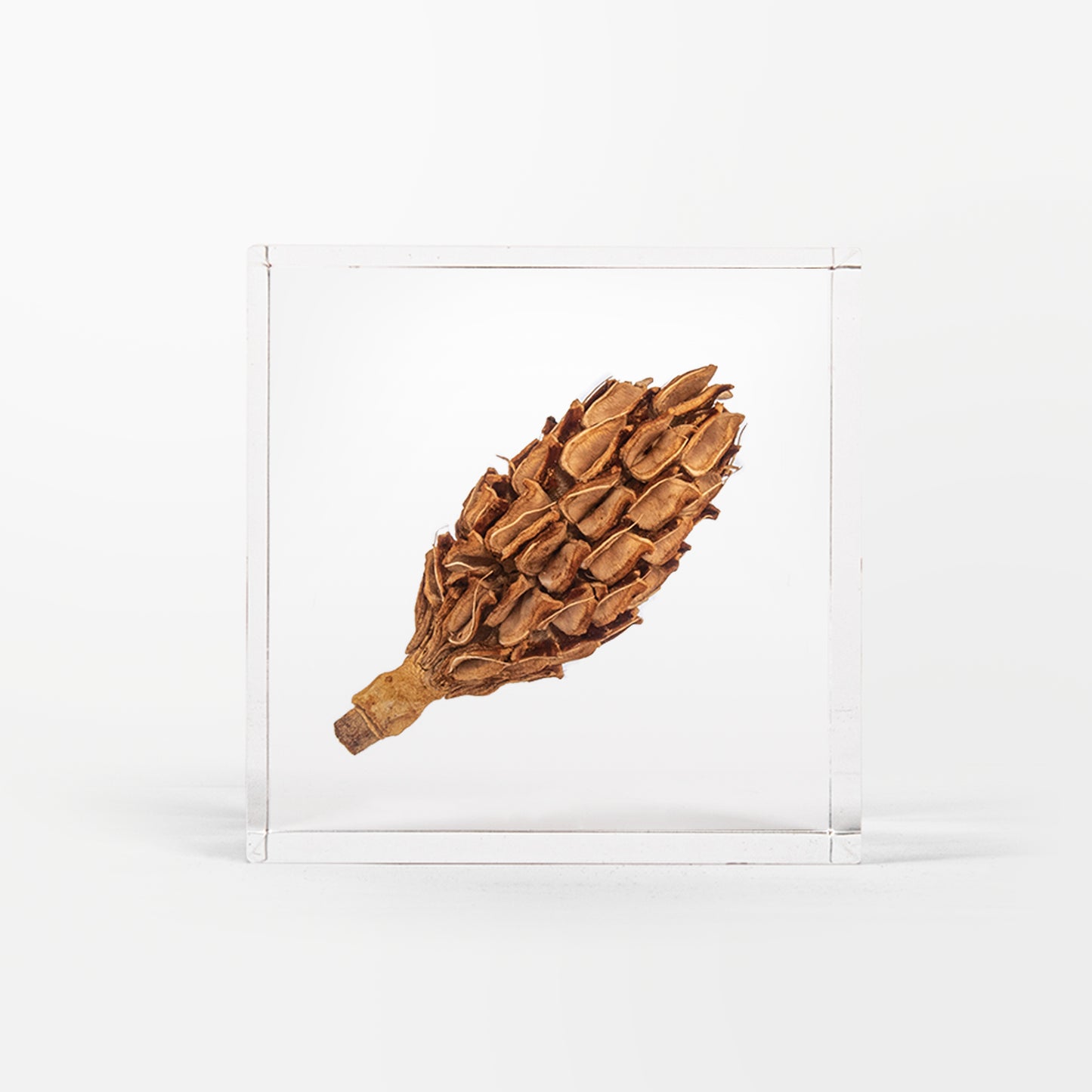 Magnolia Seed Pod Cube