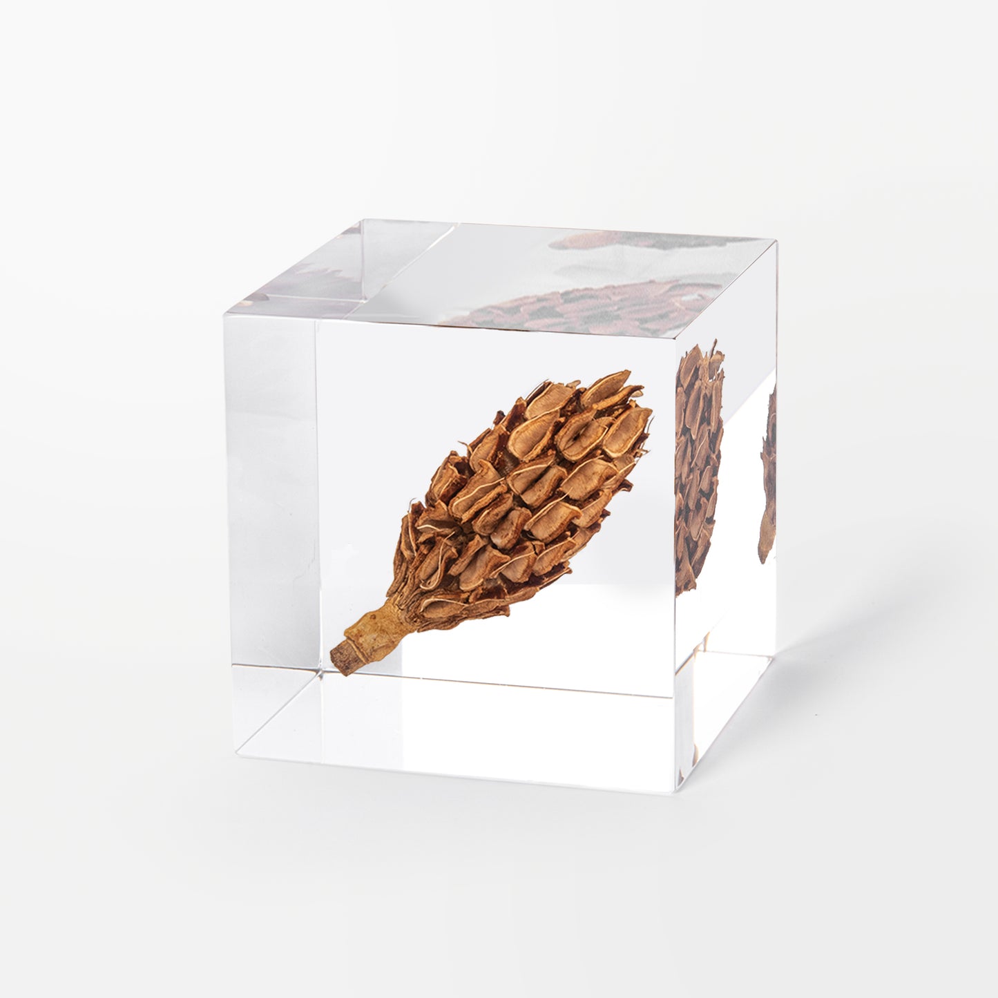 Magnolia Seed Pod Cube