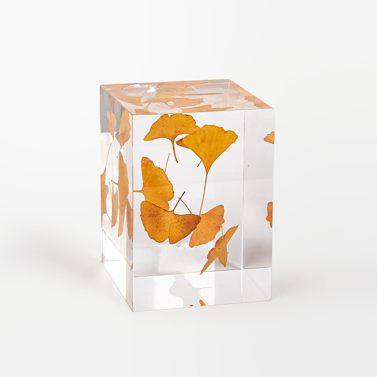 Ginkgo Leaf Object