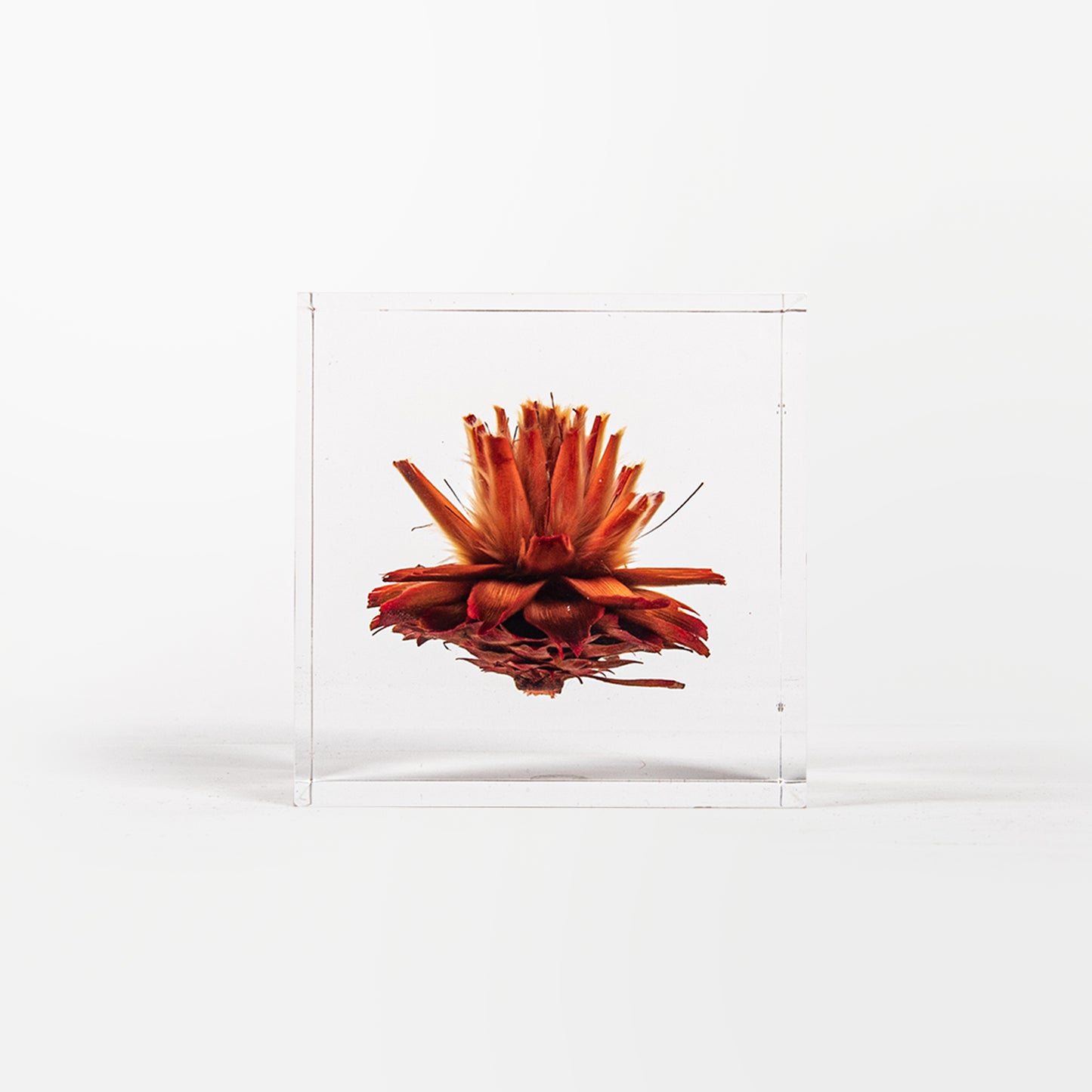 Leucadendron Plumosum Cube