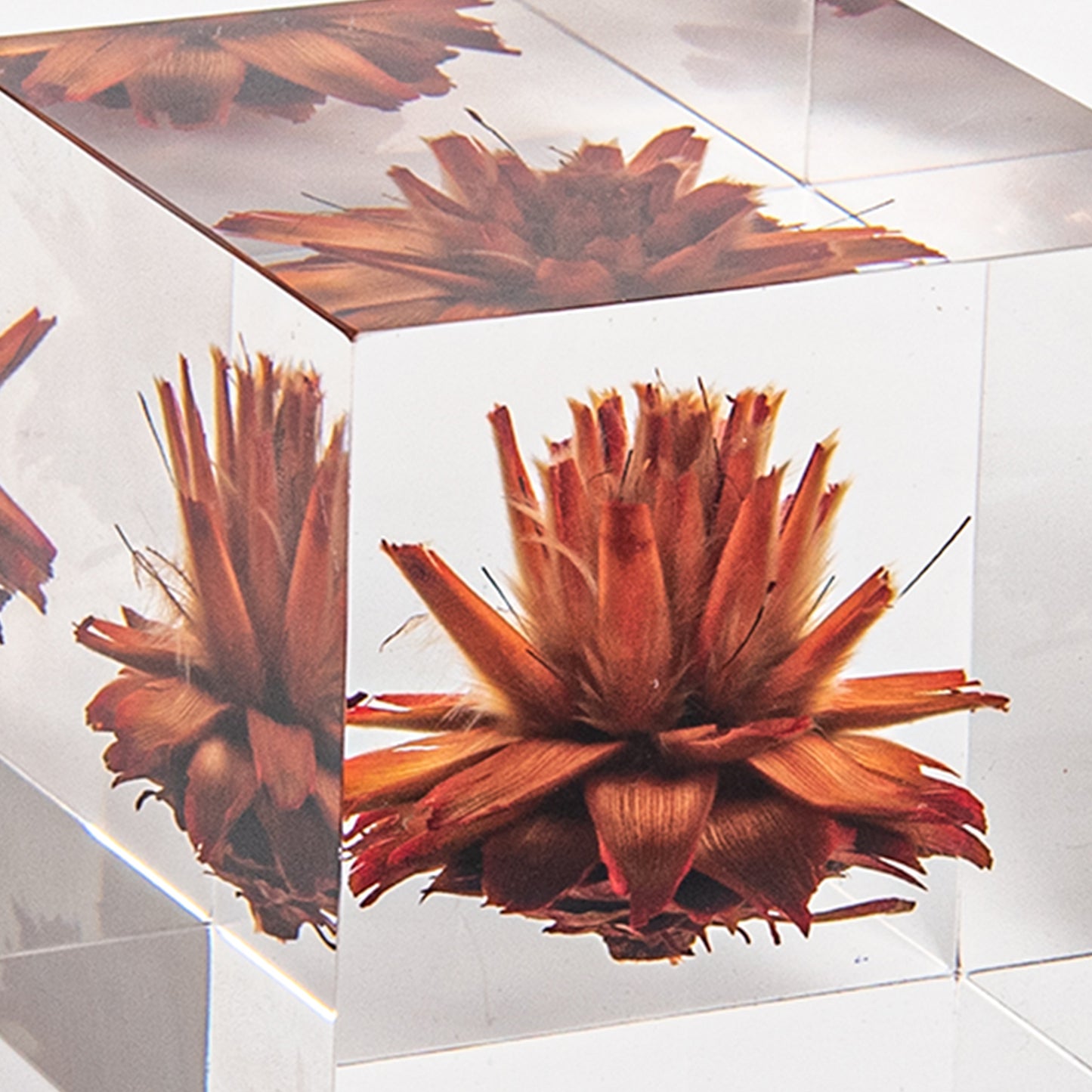 Leucadendron Plumosum Cube