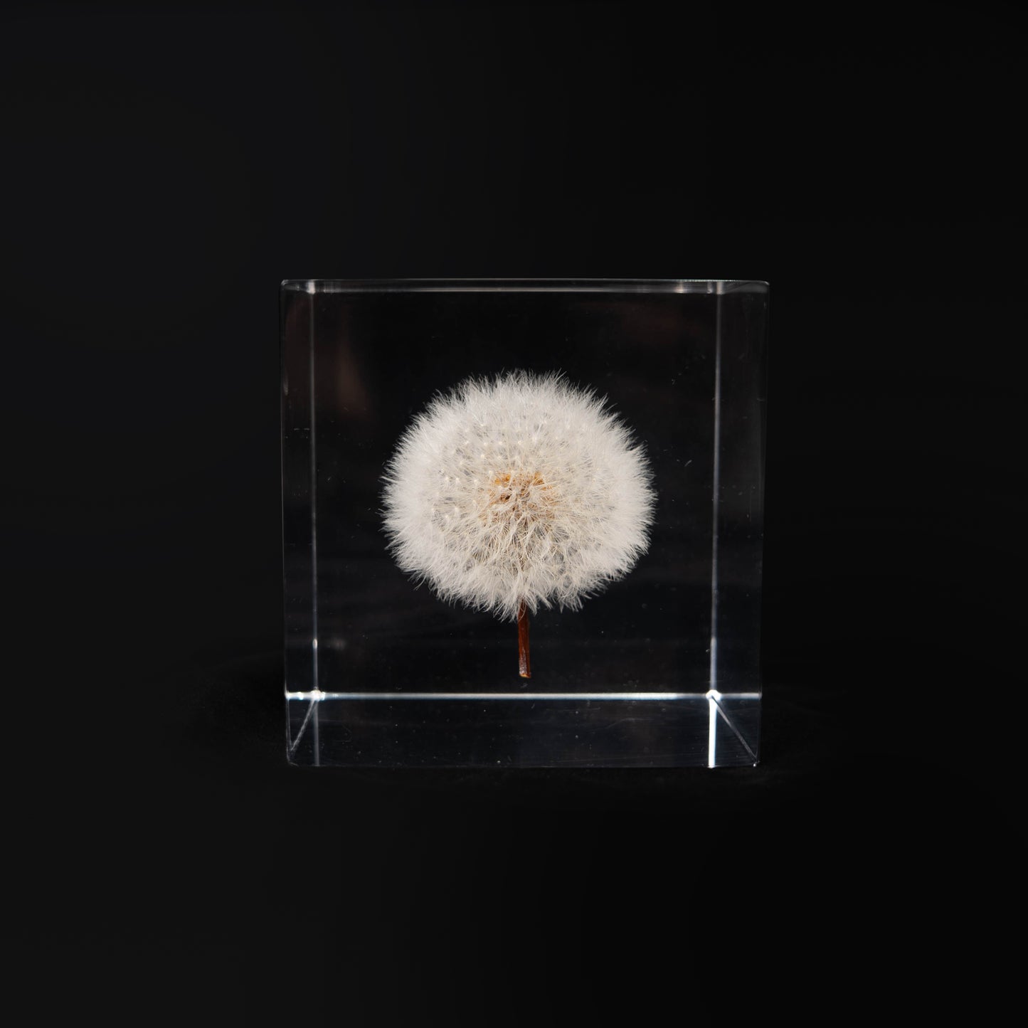 Dandelion Cube