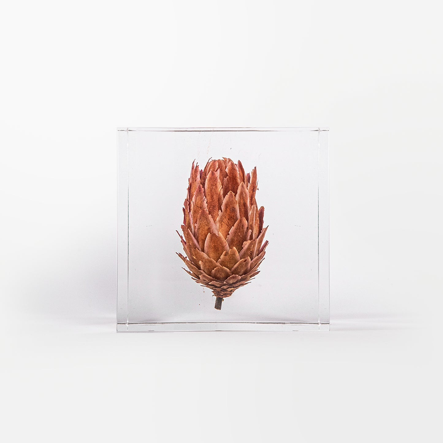 Queen Protea Cube