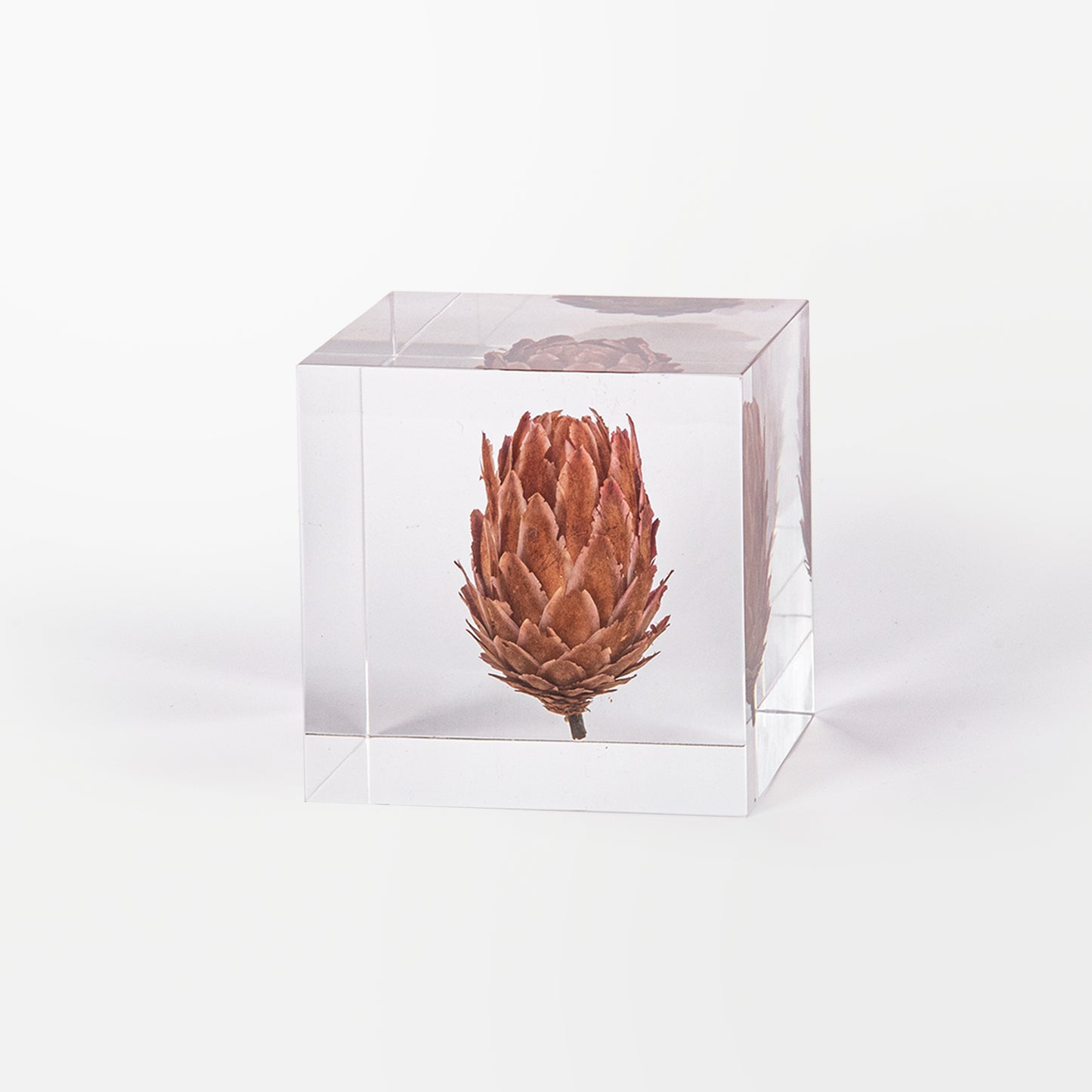 Queen Protea Cube