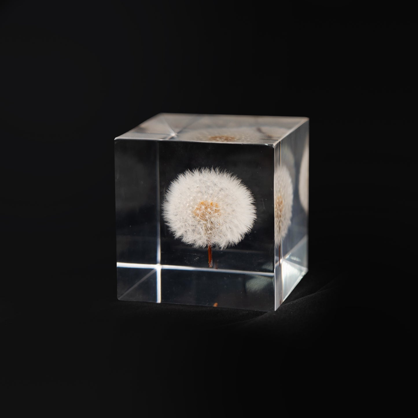 Dandelion Cube