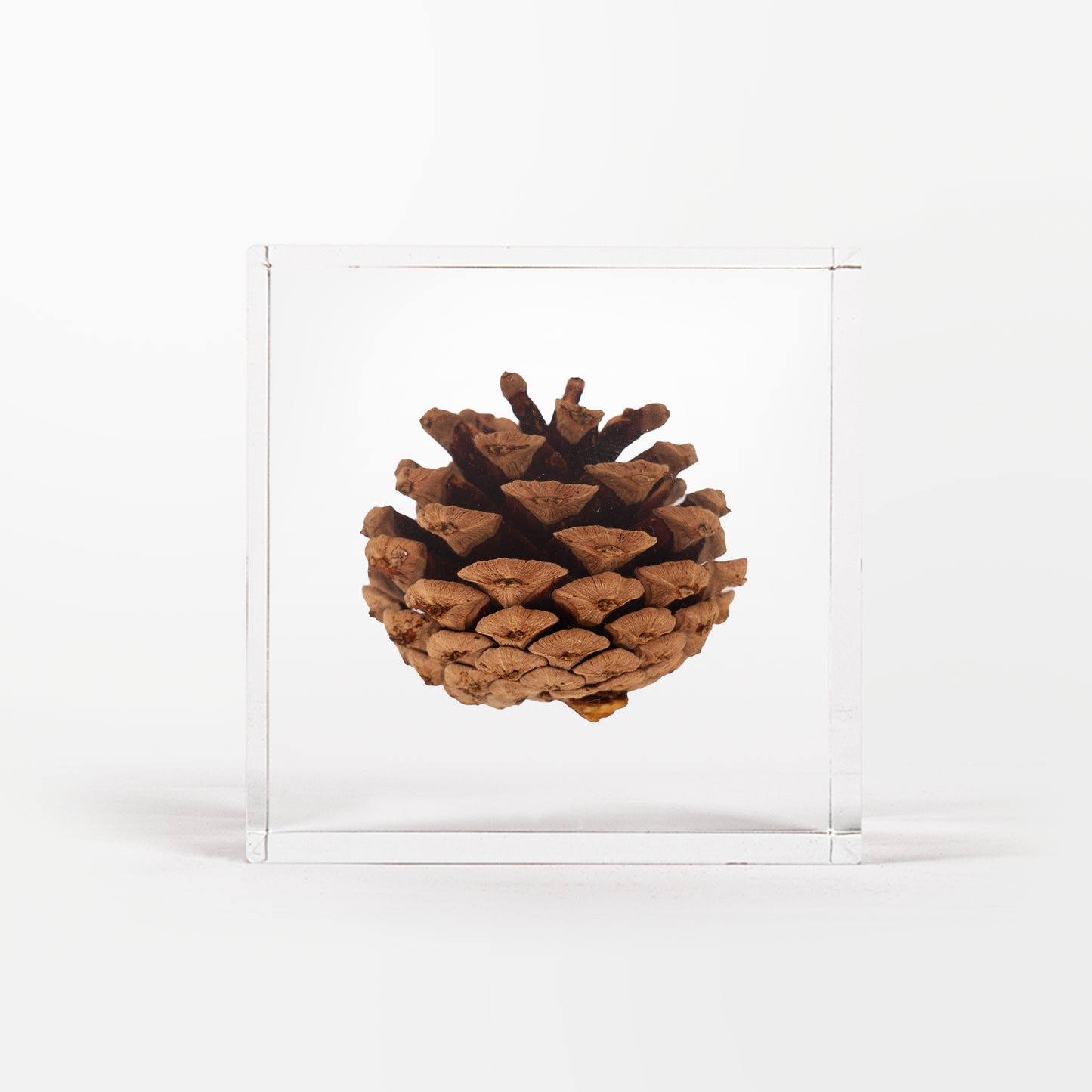 Pine Cone Cube