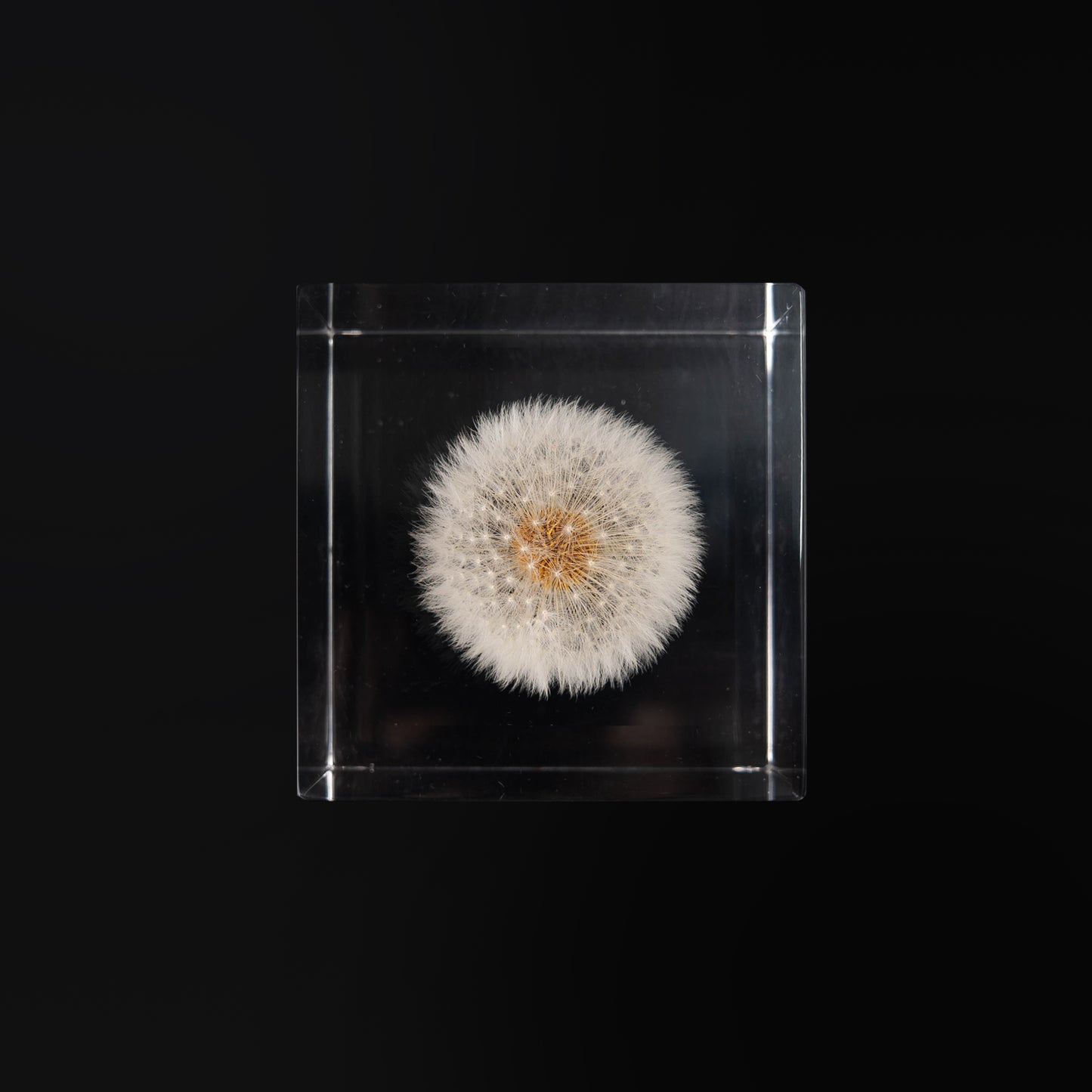 Dandelion Cube