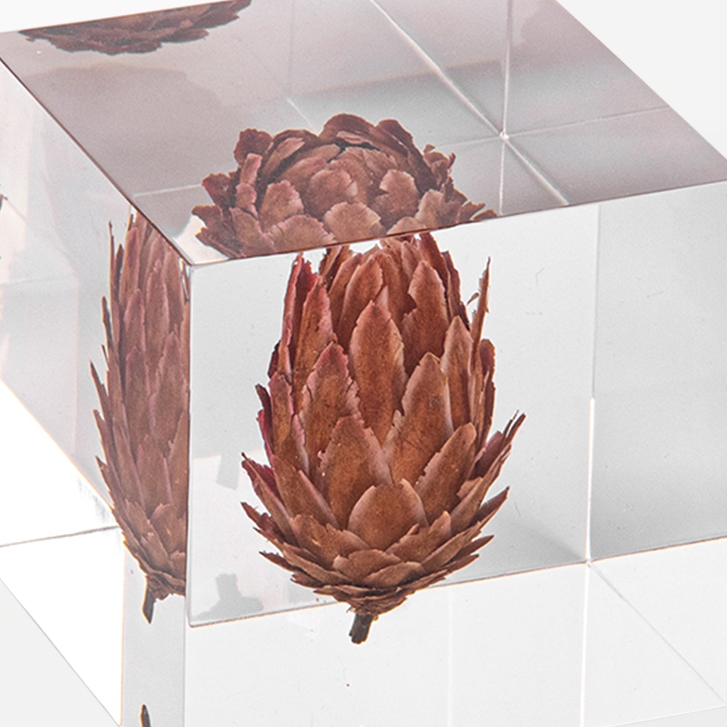 Queen Protea Cube