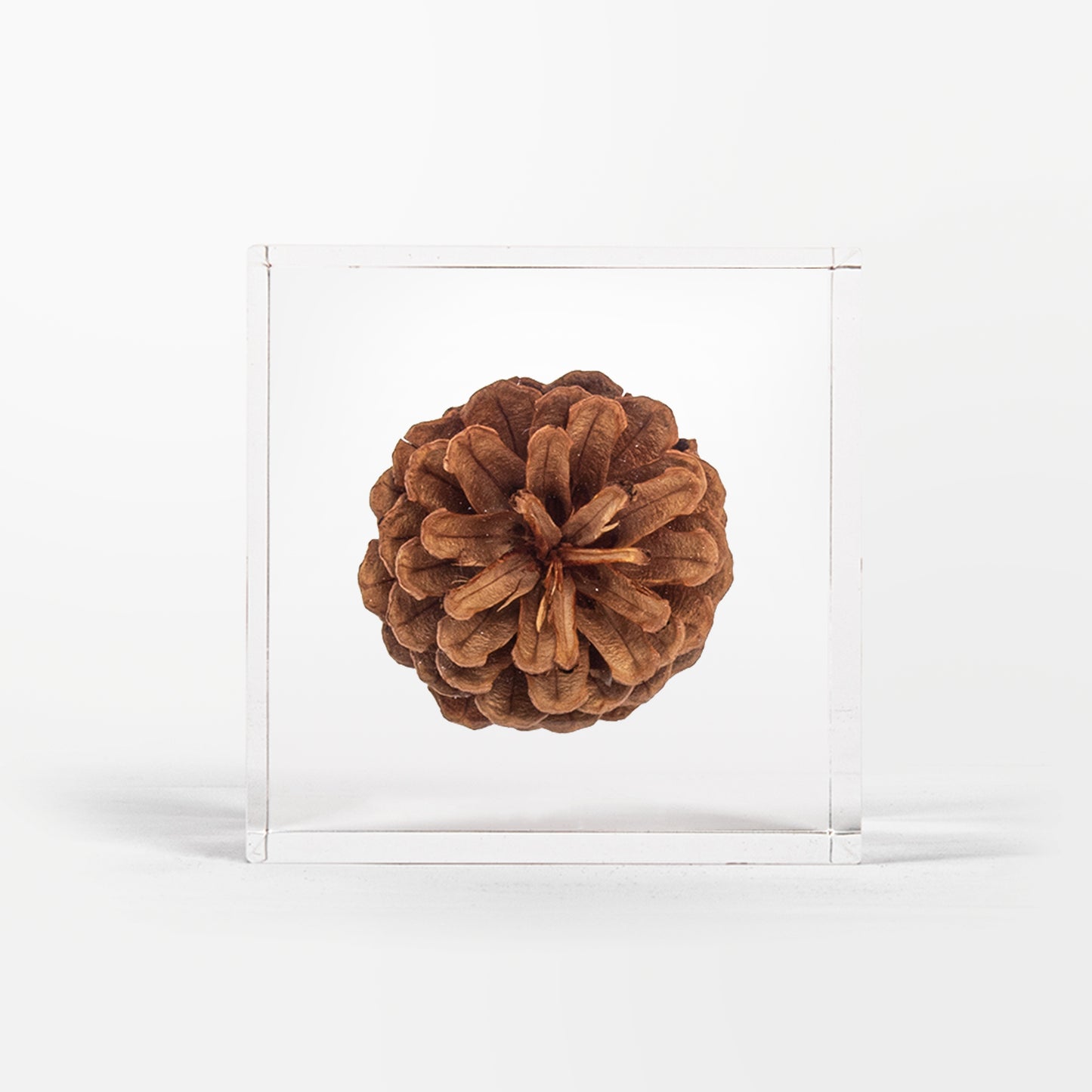 Pine Cone Cube