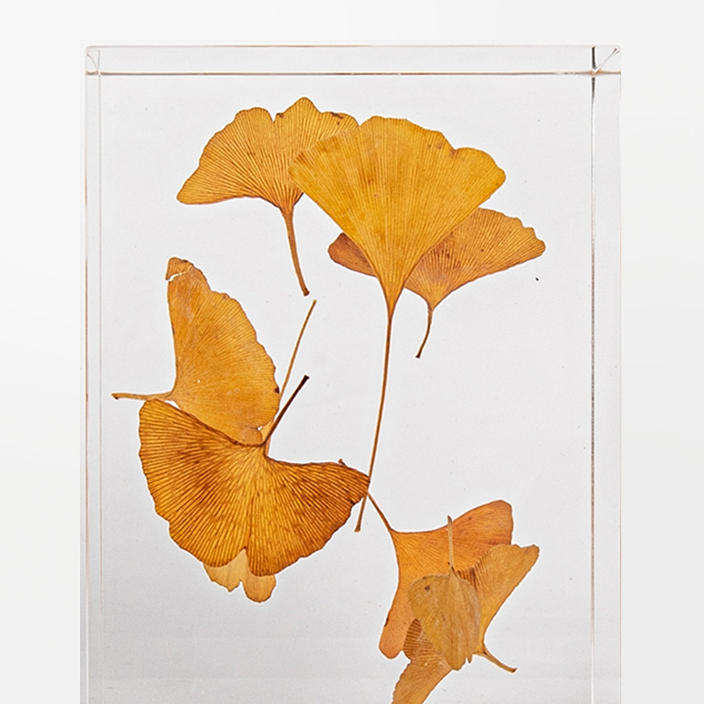 Ginkgo Leaf Object