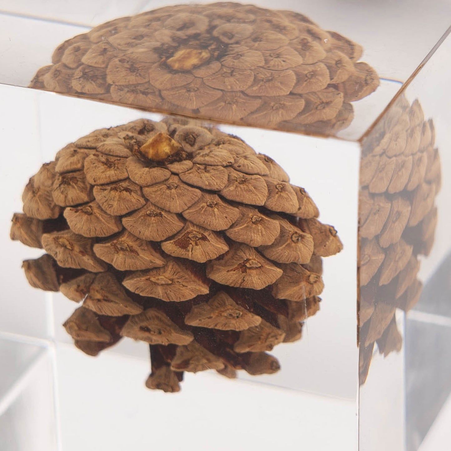 Pine Cone Cube