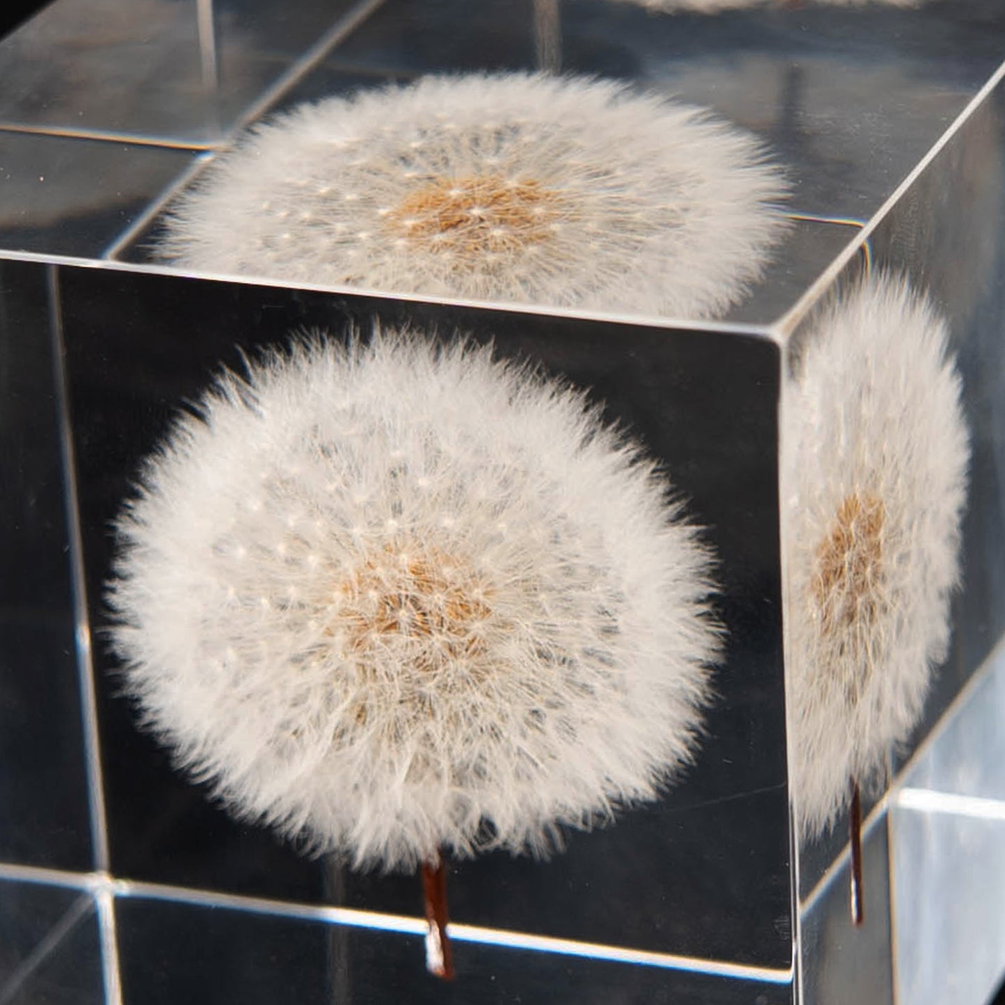 Dandelion Cube