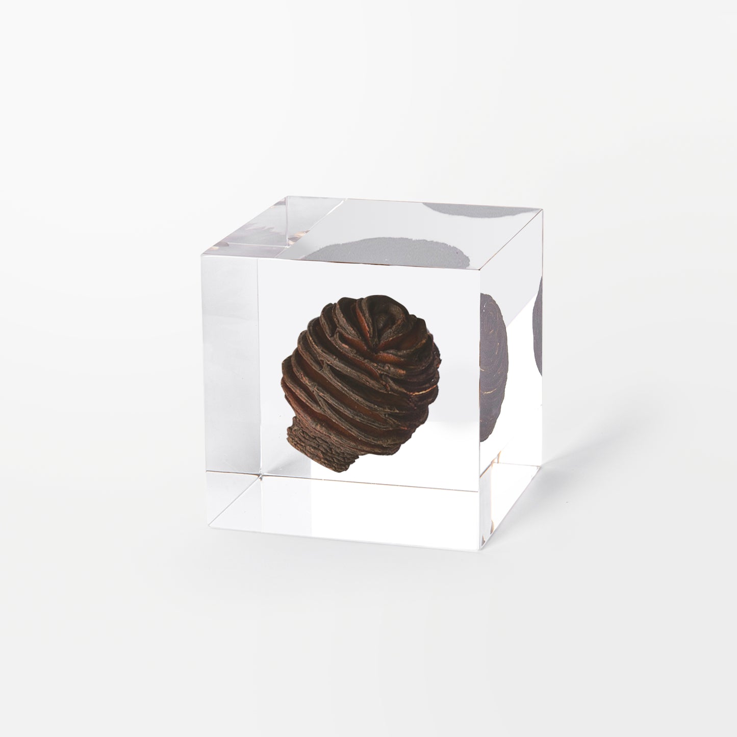 Spiral Platys Pod Cube